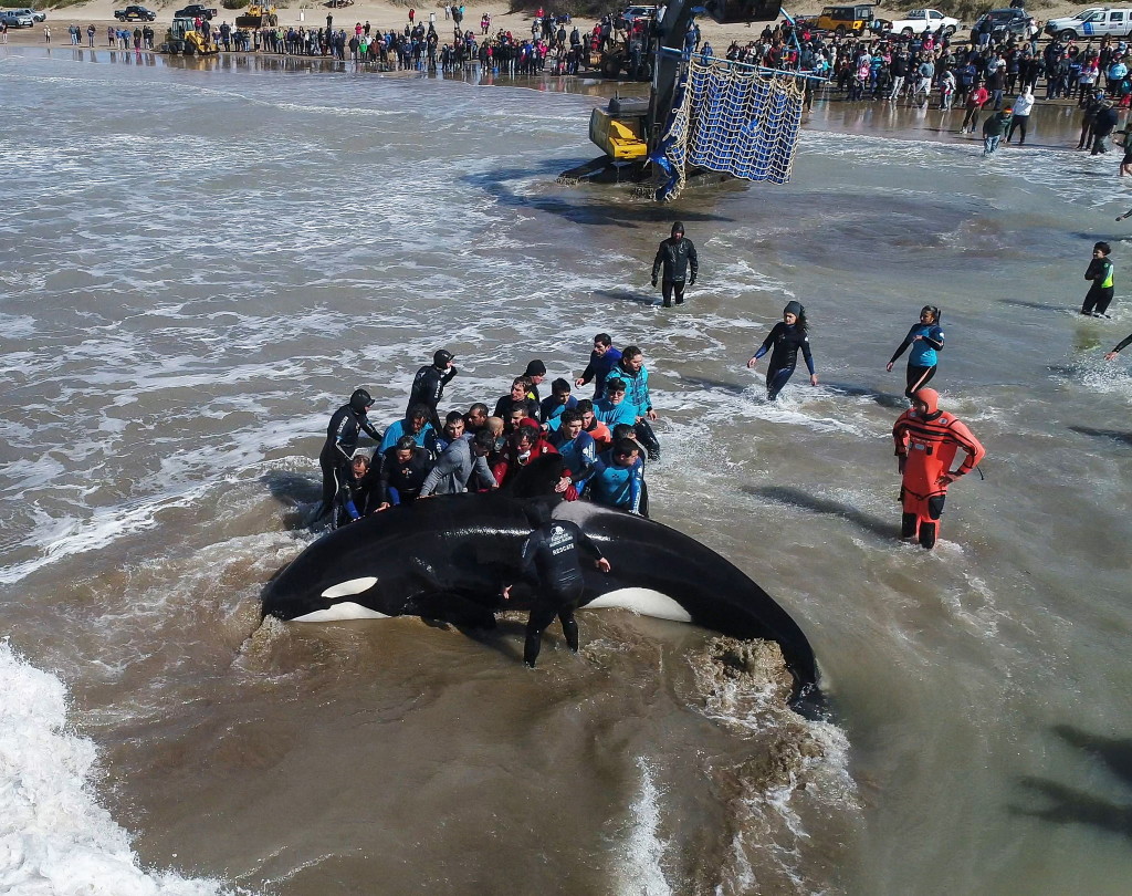 Una orca varada pudo regresar al mar gracias al esfuerzo de toda una comunidad