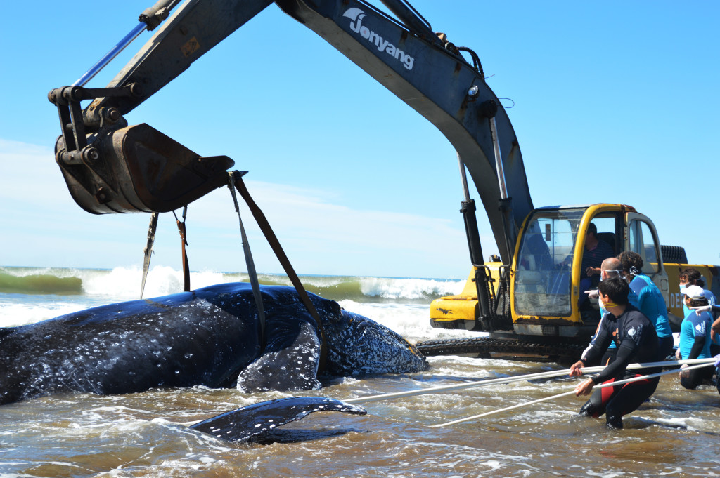 ballena mar del tuyu 2