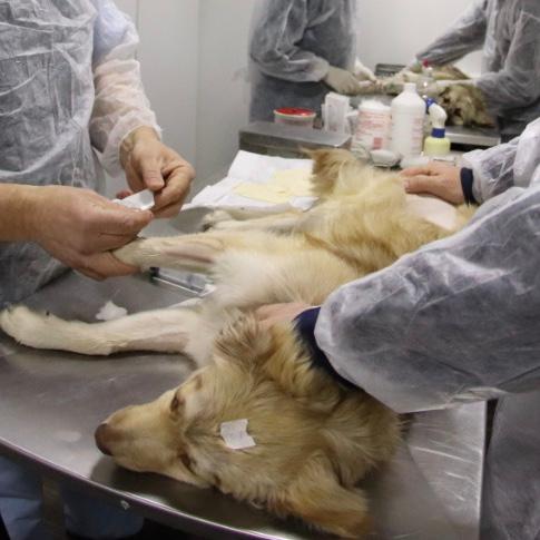 Comienza en La Costa la campaña de castraciones gratuitas para caninos y felinos